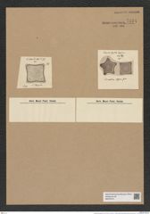 Amphitetras elegans Grev. (de-Toni-Nr.: Genus 137, Species 3638) Zeichnungen Sammlung Grunow Nr. 7134 (NHMW-BOT-W0376101)